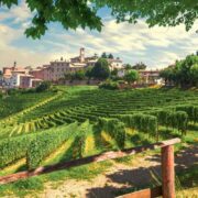 Vineyard in Piedmont region in Northern Italy
